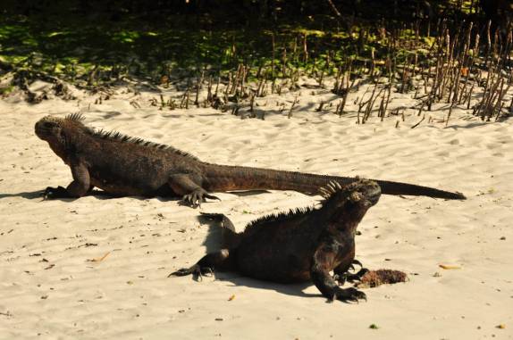Iguanas na Playa Mansa de Tortuga Bay, na Ilha de Santa Cruz, em Galápagos
